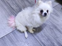 Antalya dan sağlıklı yavru köpekler iş yerinden teslim