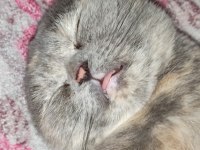 Scottish fold dişi kedimiz