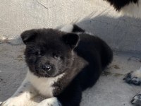 Akita Yavru Köpeğimiz