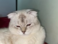 Kedimi sahiplendirmek istiyorum