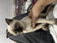 3 aylık yavru kedim