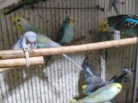 Öyle alıştırmalık muhabbet kuşu