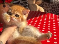 SAFKAN BRİTİSH SHORTHAİR GOLDEN ERKEK YAVRU