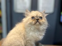 Sevecen scottish fold kediler