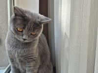 Alerji sebebi ile ücretsiz ankara içi kedimiz