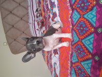 Hayatınıza sevgi katın french bulldog