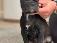 SAFKAN CANE CORSO DİŞİ ERKEK YAVRULARIMIZ