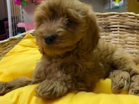 İSTANBUL KÖPEK ÇİFTLİĞİ GERÇEK COCKAPOO YAVRULAR