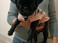 Siyah 45 günlük dişi pug