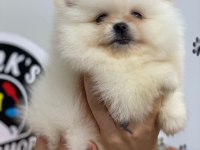 2 Kilo Bile Olmayan Bir Mucize Ayı Surat Teacup Pomeranian