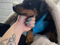 Enerjik ve Hırslı Doberman Yavrularım