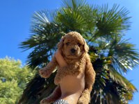 Red Brown Toy Poodle Yavrumuz Yeni Yuvasına Hazır
