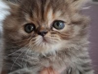 Süper british longhair bebekler