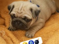 Muhteşem safkan pug yavruları