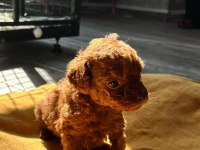 Kore Red-Brown Toy Poodle Yavrularımız