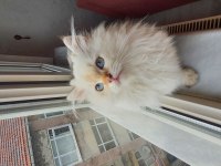 Minnoş Scottish Fold Longhair Golden Safkan Yavru