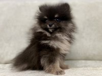 Mini black & tan pomeranian