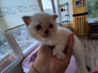BRİTİSH SHORTAHİR 60 GÜNLÜK