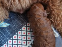 Toy poodle yavruları