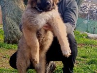 Kafkas çoban köpeği yavrusu