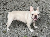 Micro Boy Platinium Dişi French Bulldog