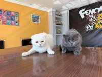 6 AYLIK SCOTTİSH FOLD YAVRULARI ÜCRETSİZ