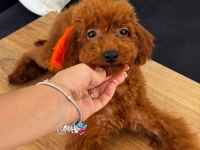 ALTI AYLIK POODLE KORELER
