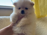 Pomeranian Boo Yavrularımız