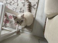 8 aylık erkek british shorthair