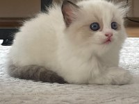 RAGDOLL YAVRULAR