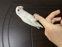 Yavru albino sevda papağanı