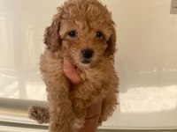 Irk ve Sağlık Garantili Maltipoo Beybi