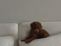 Bir Bakışta Âşık Olacağınız Poodle