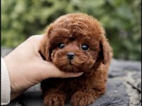 Özenle Büyütülmüş Toy Poodle Yavrular