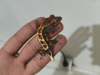 Crested ve Leopard Geckolar