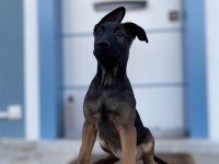 Belçika malinois yavruları