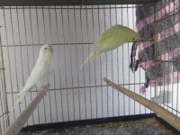 4 katlı kafes ve tüm malzemeleriyle muhabbet kuşlar