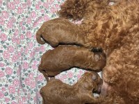Orjinal Poodle