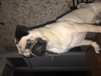 Eşleştirmek için erkek pug acil