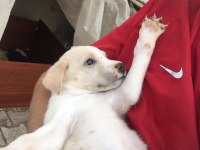BEBEK KÖPEKLER TAMAMEN ÜCRETSİZ SAPİLENDİRİLECEKTİR