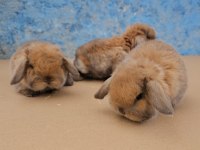 Mini lop tavşan bebeklerimiz