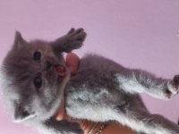 British shorthair