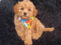 Toy Poodle Köpeği
