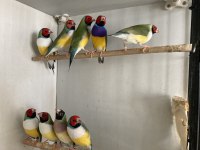Gökkuşağı İspinozu