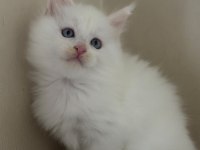 Safkan mavi gözlü maine coon xxl şecereli