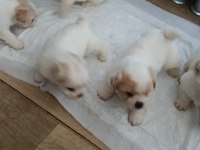 Maltipoo köpeği yavrularımız