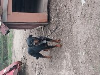 Rottweiler 3,5 Yaşında Sahiplendirme
