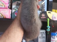 British shorthair yavru 2 aylık