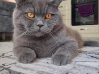 Safkan British Shorthair