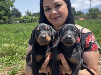 Üst Kalite Doberman Yavrularım